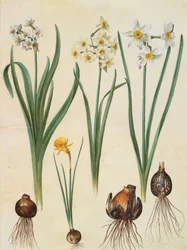 Narzisse tazetta
